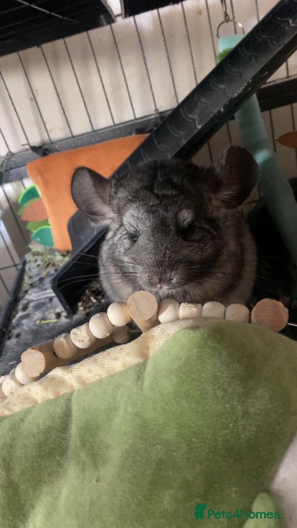 Chinchilla rodents Two chinchillas for sale - Advert 8