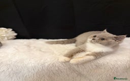 British Shorthair cats for sale: FULL PEDIGREE, REGISTERED BSH - Image 4