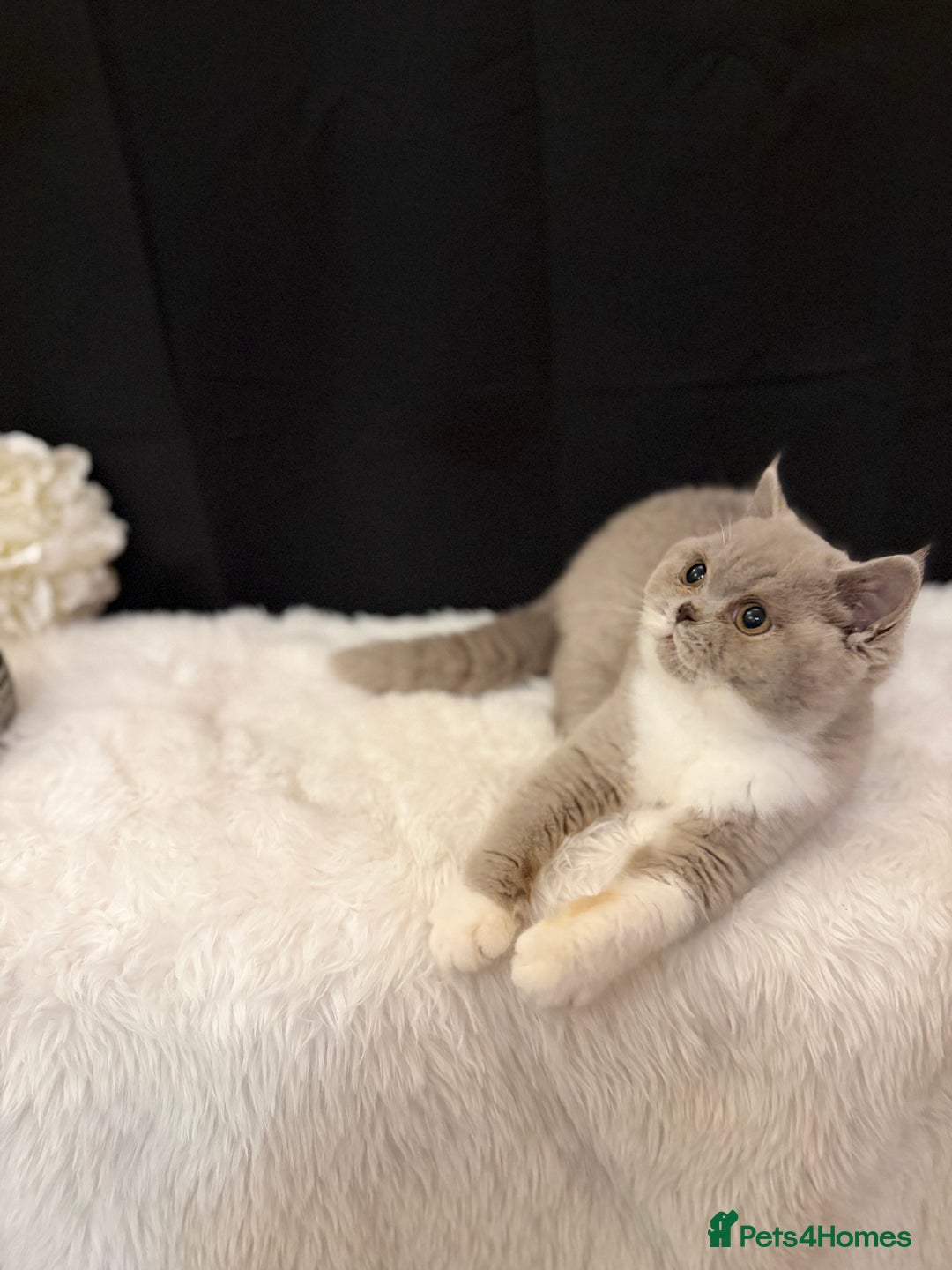 British Shorthair cats for sale: FULL PEDIGREE, REGISTERED BSH - Image 4