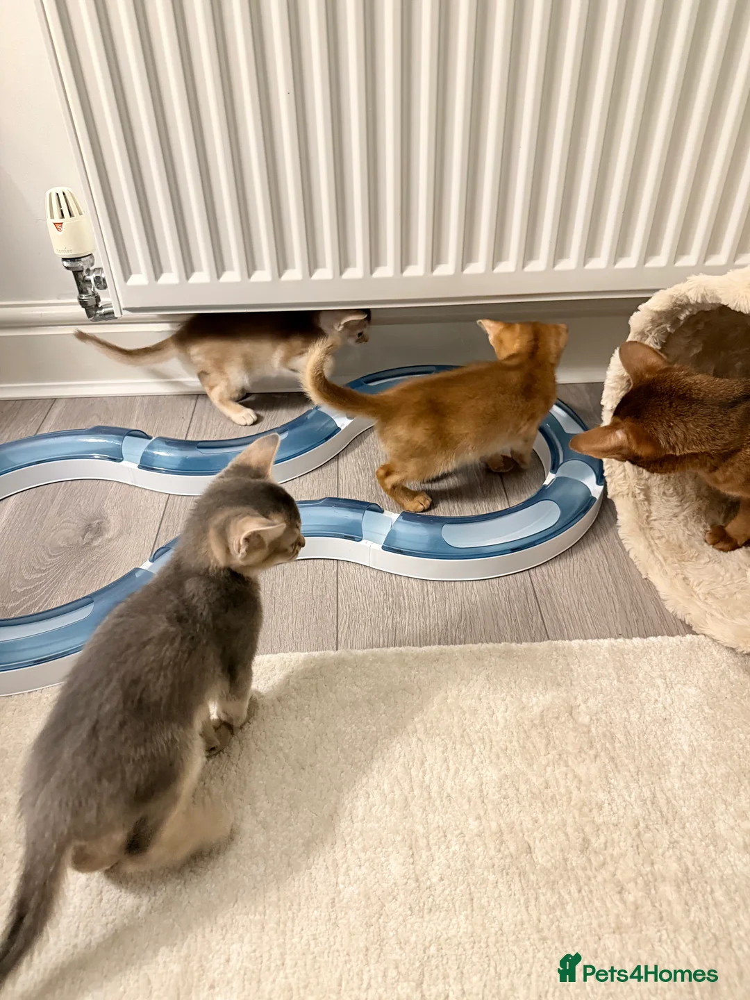 Abyssinian cats for sale: Abyssinian Kittens 🐾 - Advert 17