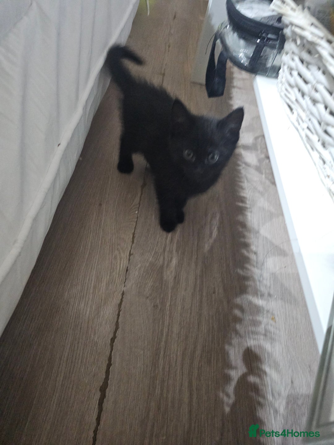 Mixed Breed cats for sale: Night Fury" Kittens Ready for Their new friends - Advert 7