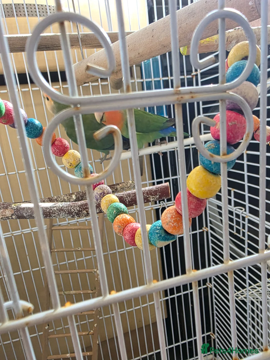 Lovebirds birds for sale: Pair of beautiful love birds & cage - Advert 4