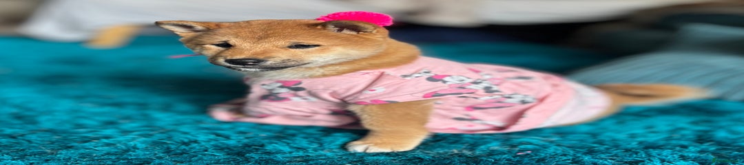 Japanese Shiba Inu Puppy 5