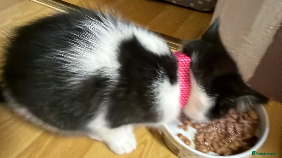 British Shorthair cats for sale: British short hair kitten  - Advert 11