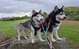 Siberian Husky dogs for stud: Proven Siberian Husky for Stud Blue Eyes in Cheltenham - Image 2