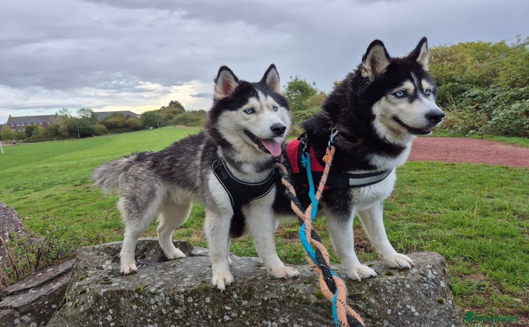 Siberian Husky dogs in Cheltenham - Advert 4