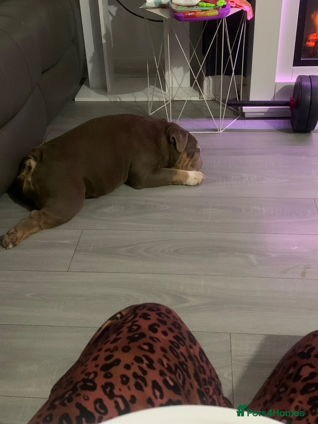 English Bulldog dogs for sale: Adult female English bulldog for sale  - Advert 8