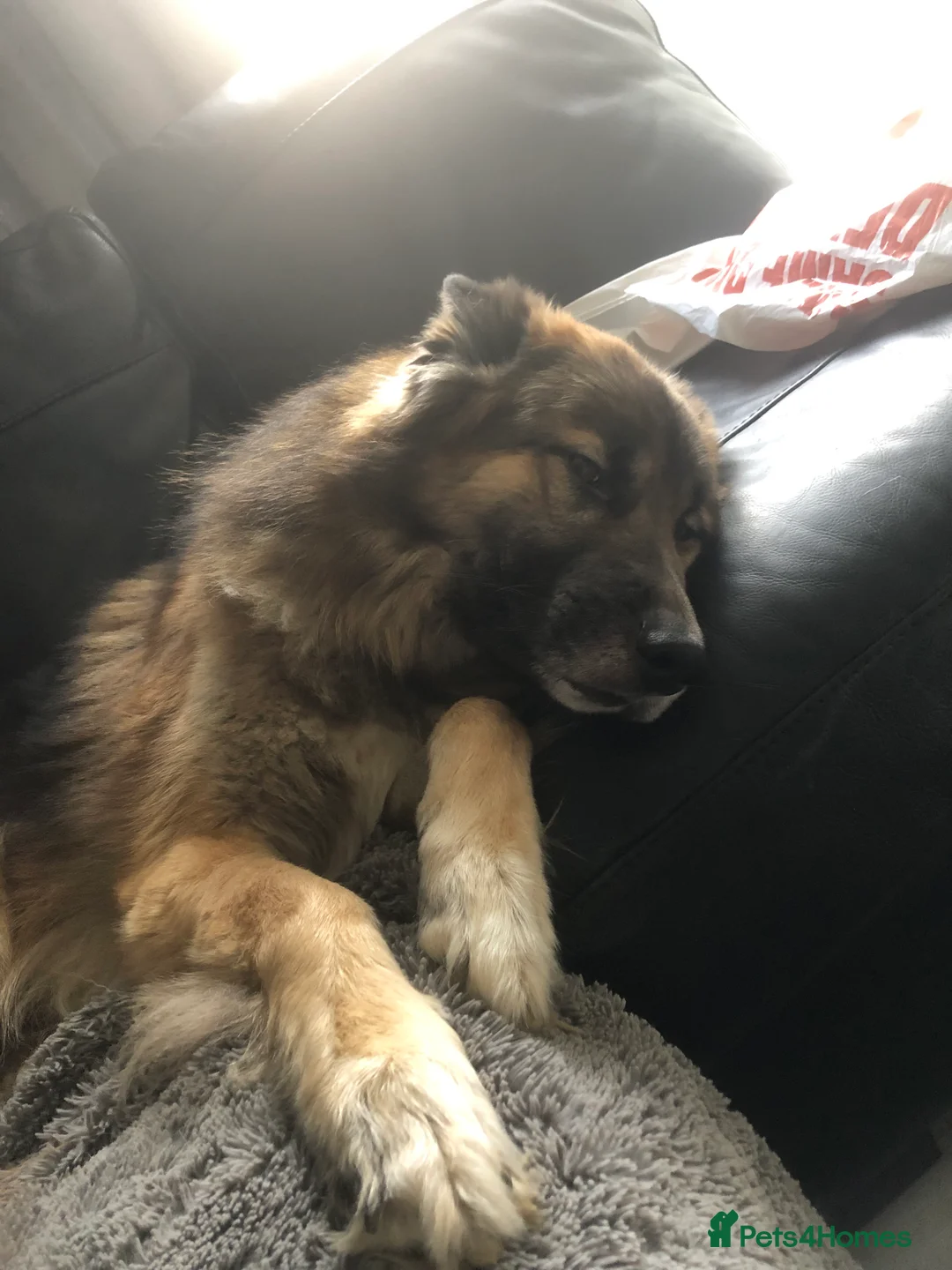 German Shepherd dogs for stud: German Shepard up for stud  in Erith - Advert 3