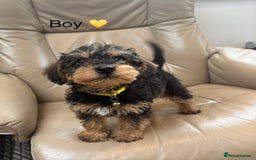 Mixed Breed dogs for sale: F1 MINI SCHNOODLE PUPPIES READY NOW - Image 15