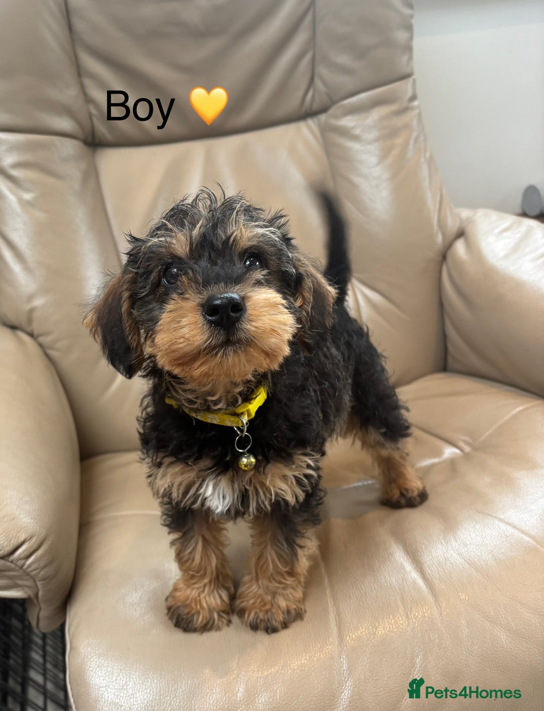 Mixed Breed dogs for sale: F1 MINI SCHNOODLE PUPPIES READY NOW - Image 15