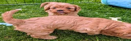 Cavapoo dogs for sale: F2 Cavapoo Puppies  in Norwich - Advert 10
