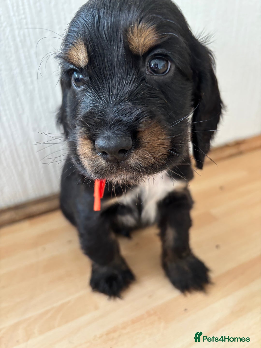 Cocker Spaniel dogs for sale: Beautiful cocker spaniel puppies  - Image 4