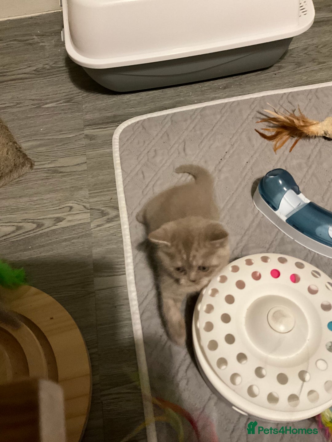 British Shorthair cats for sale: Purebred amazing BSH kittens - Advert 5