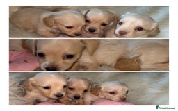 Chiweenie dogs for sale: Gorgeous Mini Dachshund X Puppies🐾 - Advert 13