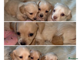 Chiweenie dogs - Advert 12