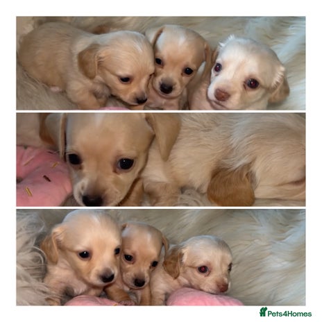 Chiweenie dogs - Advert 3