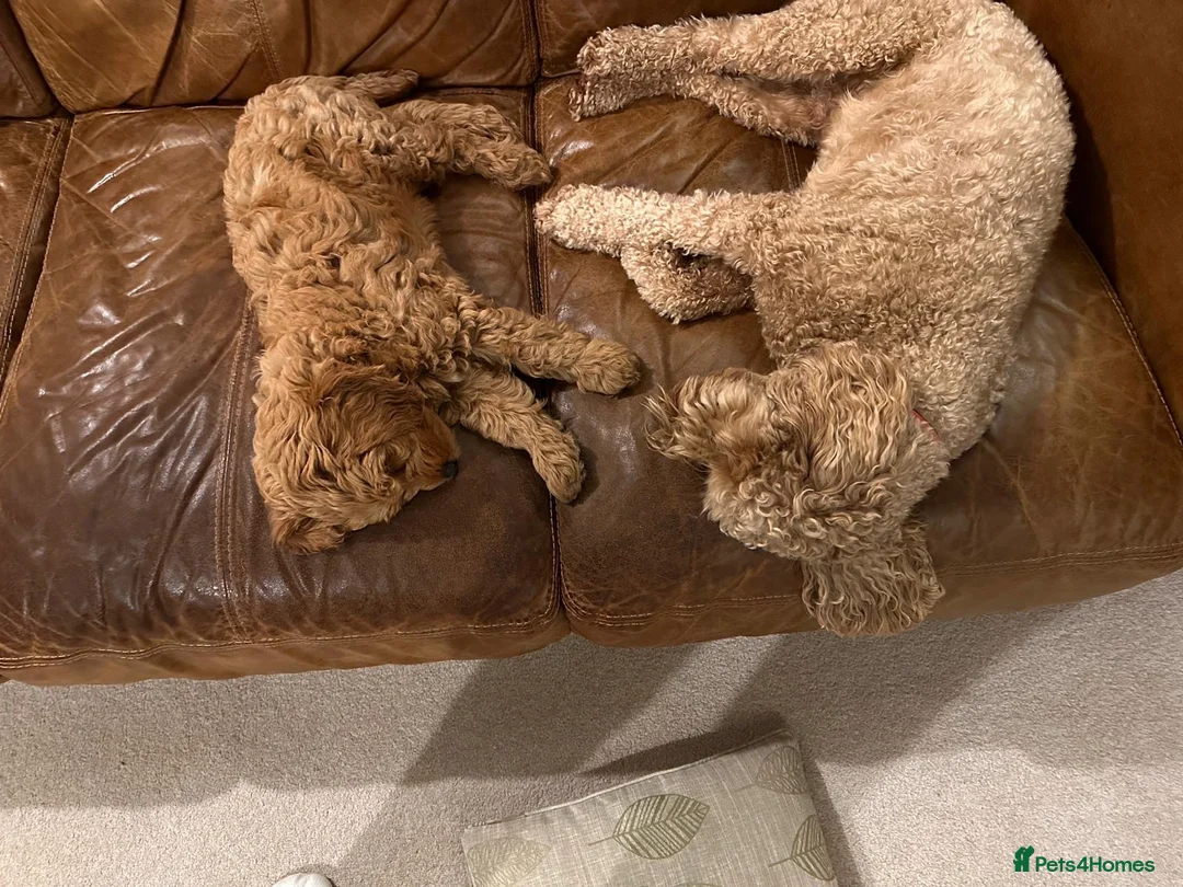 Mini Goldendoodle dogs for sale: High quality miniature Goldendoodles - Advert 26