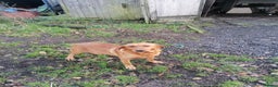 Labrador Retriever dogs for sale: Beautiful fox red bitch reeva  - Advert 7