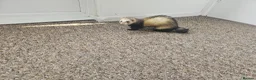 Ferret rodents for sale: 1/2 year hob i believe un neutered. in Milton Keynes - Advert 4