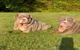 English Bulldog dogs for stud: SMOKEY 💨 for stud 💨 in Wigan - Image 9