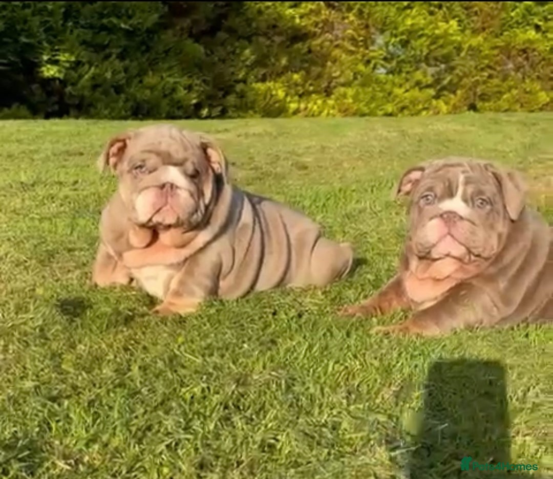 English Bulldog dogs for stud: SMOKEY 💨 for stud 💨 in Wigan - Image 9