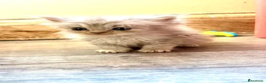 Mixed Breed 2