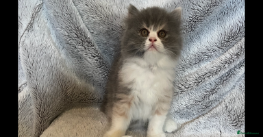Persian cats - Advert 16