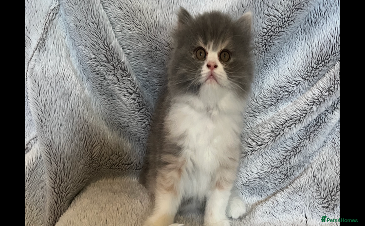 Persian cats - Advert 1