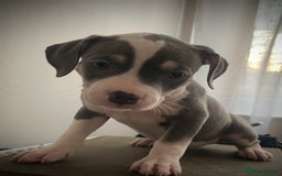 American Bully dogs for sale: Beautiful Tri colour American bully puppy’s  - Image 1