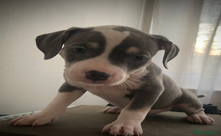 American Bully dogs - Advert 3