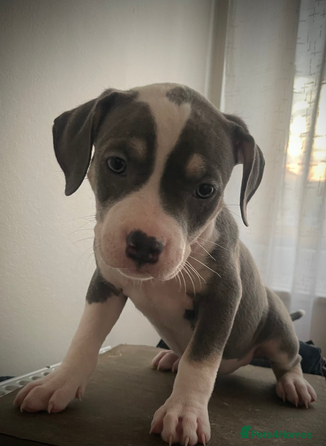 American Bully dogs for sale: Beautiful Tri colour American bully puppy’s  - Image 1