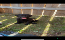 Labrador Retriever dogs for sale: 14 week old lab  - Image 3