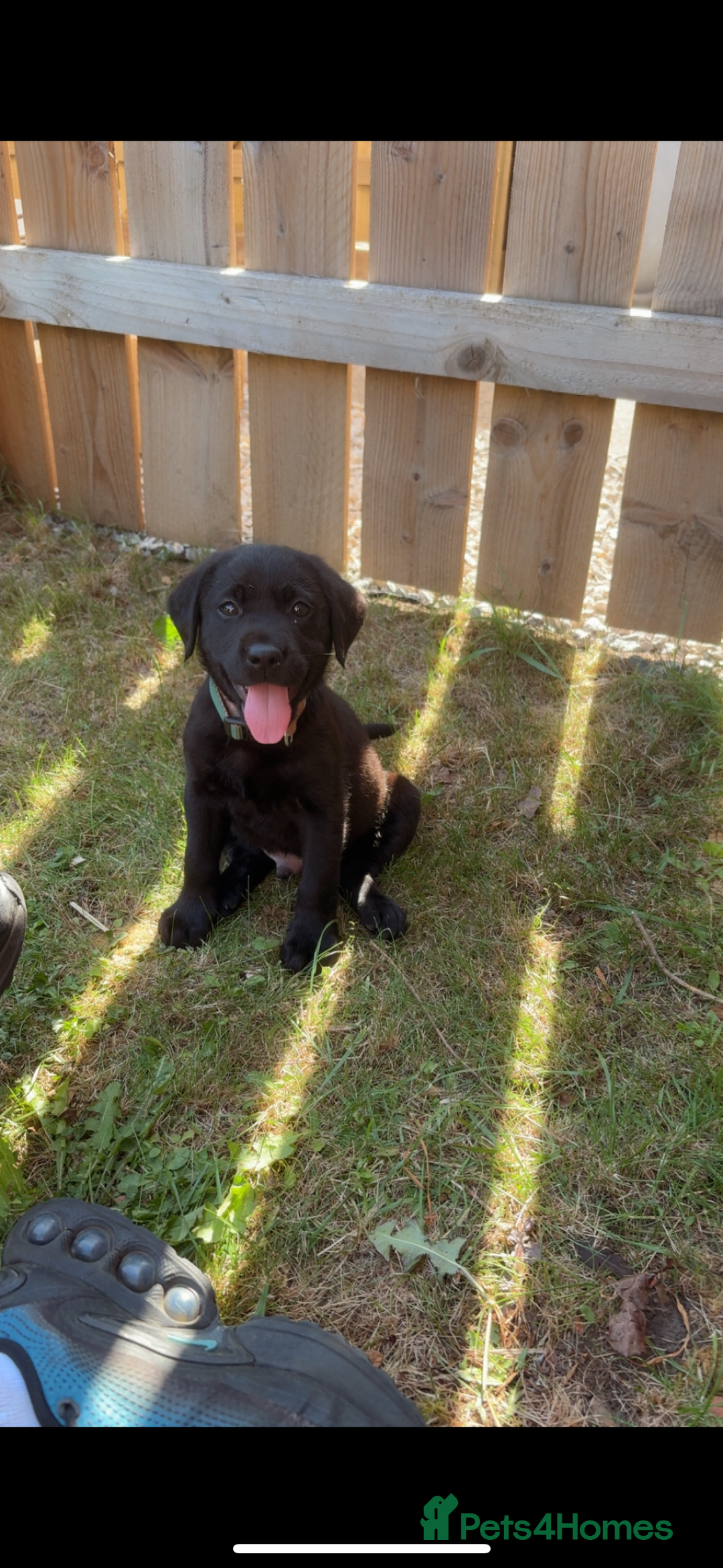 Labrador Retriever dogs for sale: 14 week old lab  - Image 3