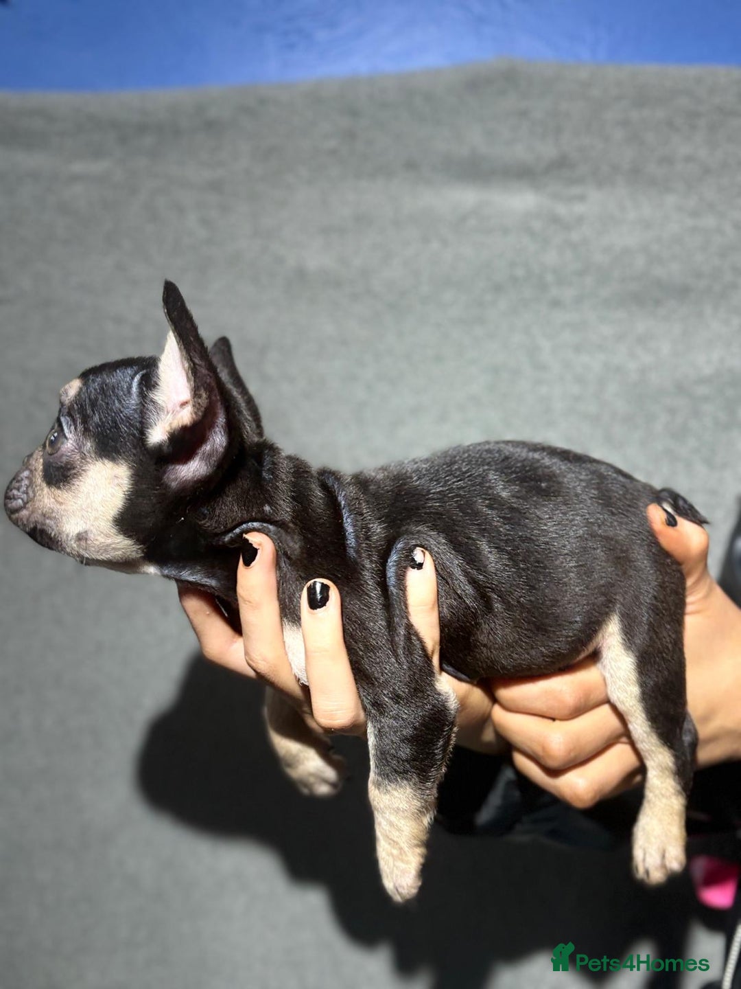 French Bulldog dogs for sale: Beautiful French bulldog puppies  - Advert 4