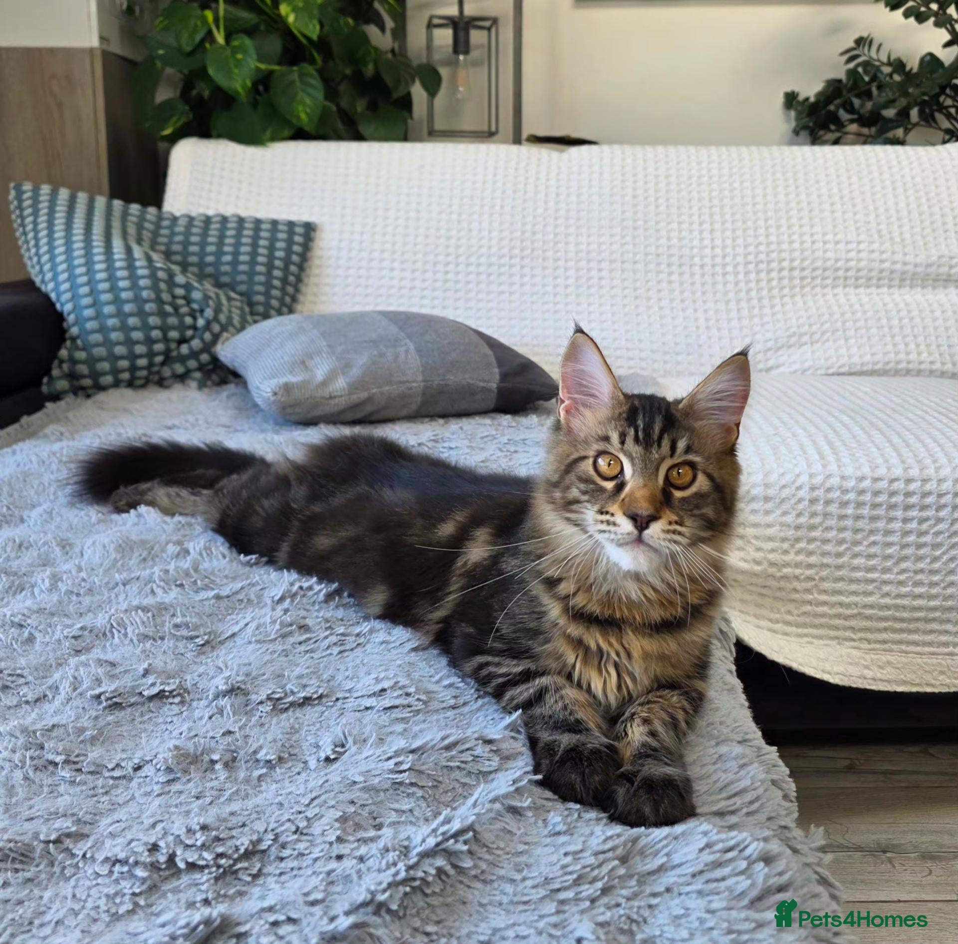 Maine Coon cats Premium Pedigree Maine Coon Kittens – Ready Now 🐾 - Advert 1