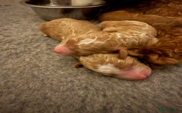 Mixed Breed dogs for sale: Health Tested miniature Goldendoodles  - Image 10