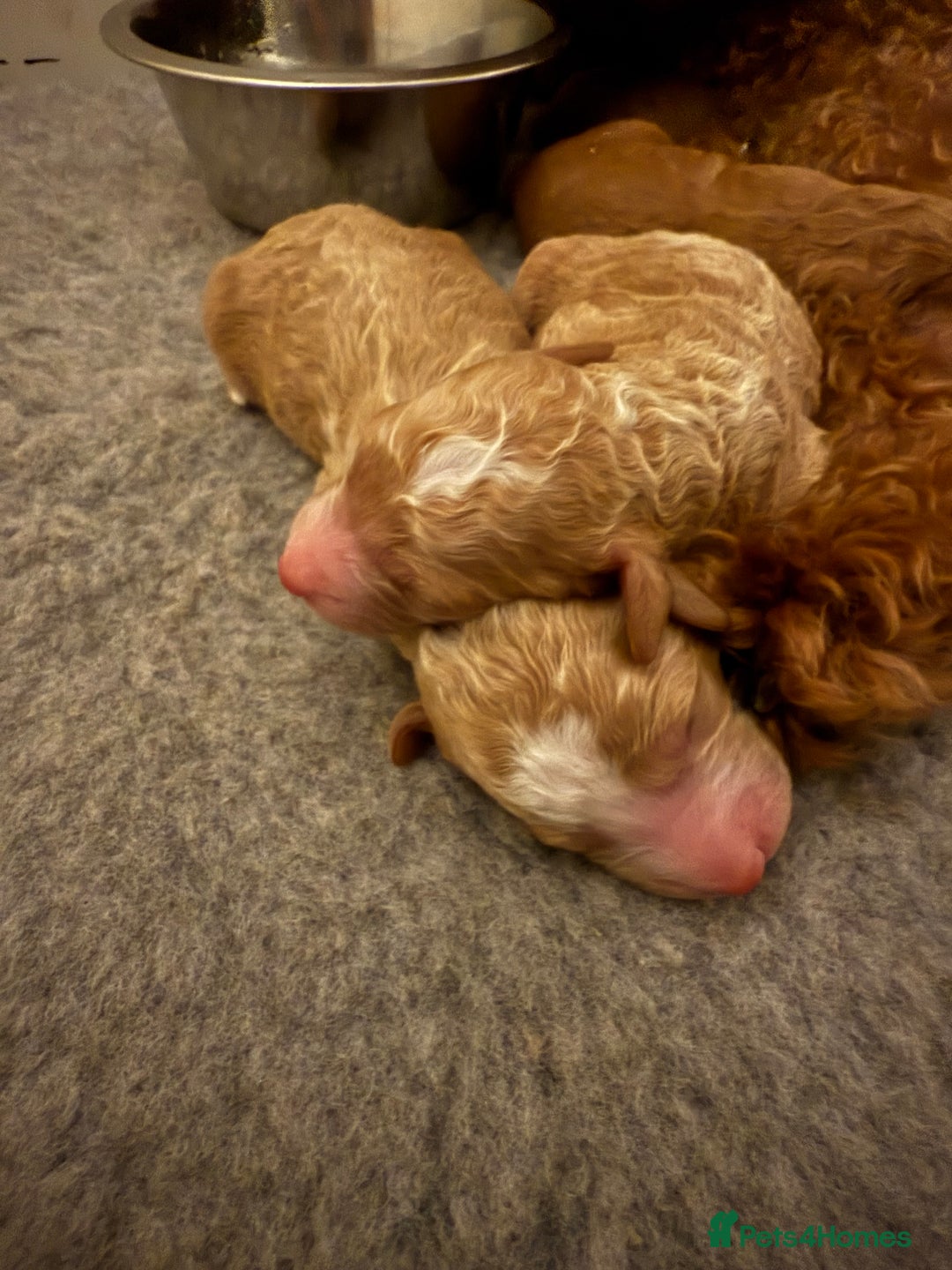 Mixed Breed dogs for sale: Health Tested miniature Goldendoodles  - Image 10