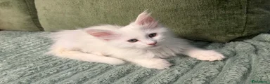Maine Coon Kitten 2