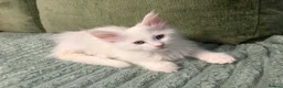 Maine Coon cats for sale: FEMALE MAINE COONS PURE WHITE READY TO LEAVE NOW - Advert 7