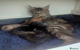 Maine Coon cats for sale: Beautiful Pedigree Maine Coon Kittens  - Image 29