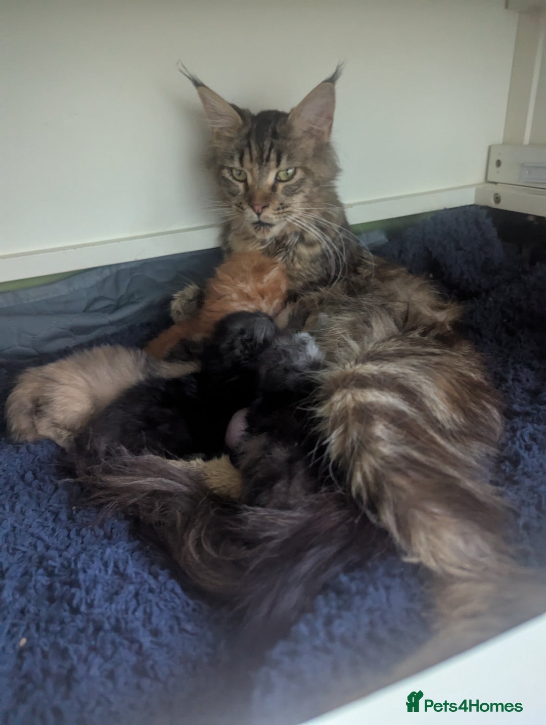 Maine Coon cats for sale: Beautiful Pedigree Maine Coon Kittens  - Image 29