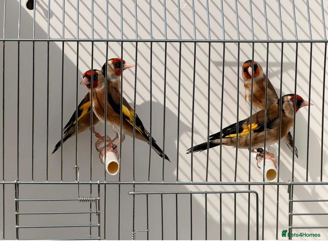 Canaries birds Male goldfinches available ioa rings  - Advert 22