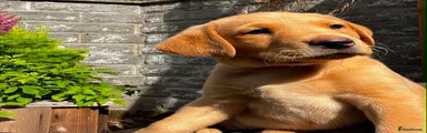 Labrador Retriever 1