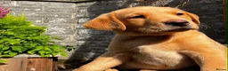 Labrador Retriever dogs for sale: Fox Red Labrador Puppy (Girl) - Advert 8