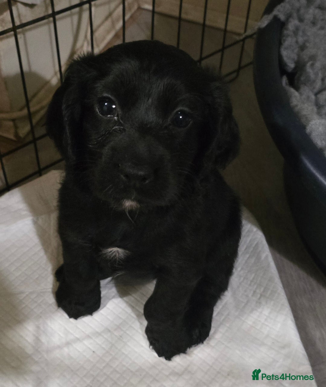 Cocker Spaniel dogs for sale: Working Cocker Spaniel puppies - Advert 8