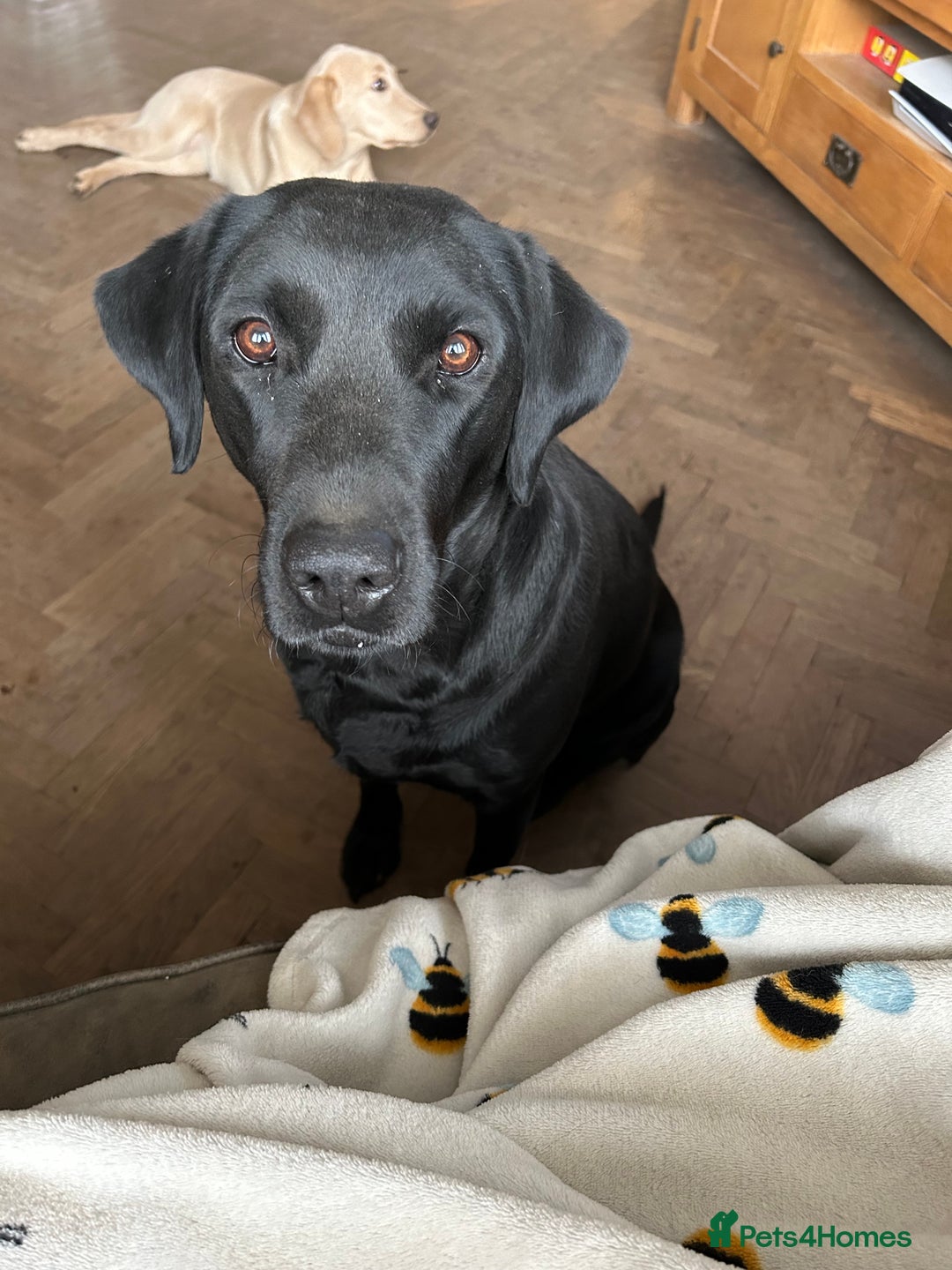 Labrador Retriever dogs for sale: 7 year old Black Labrador bitch (working lines) - Image 2