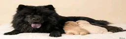 Chow Chow dogs for sale: RKC reg Chow chow puppies  - Advert 2