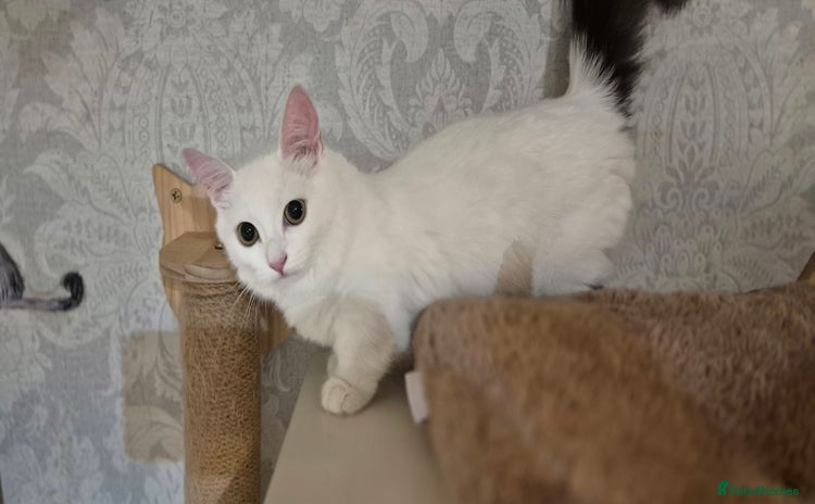 Munchkin cats - Advert 1