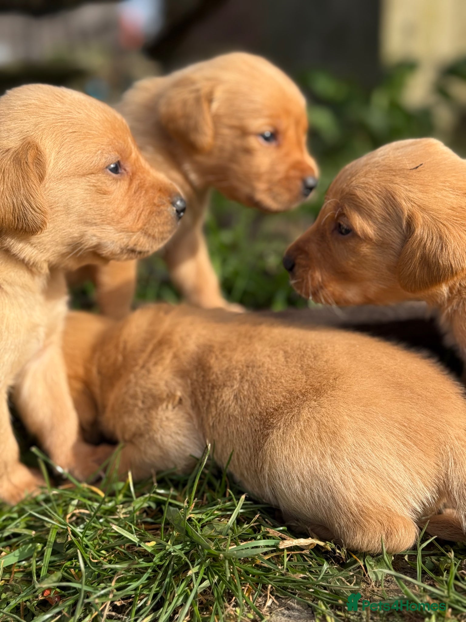 Goldador dogs Beautiful Deep Red Goldadors DNA Clear - Advert 1