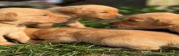 Goldador dogs for sale: Beautiful Deep Red Goldadors DNA Clear - Advert 3
